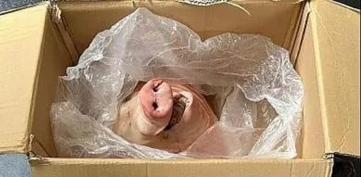 La cabeza de cerdo que enviaron en Sampdoria.