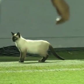 Invasión de campo de Brasil: ¡un gatito interrumpió el partido de Santos!