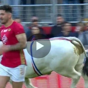 Video: invadió la cancha y persiguió jugadores ¡un toro!